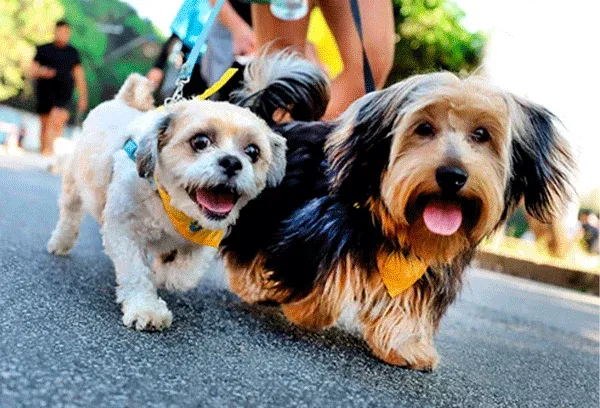 Cãominhada acontece neste domingo em Porto