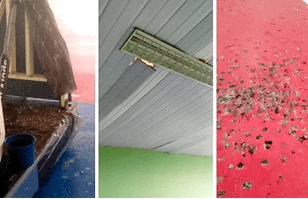Pais e alunos pedem limpeza na quadra da escola Zilda
