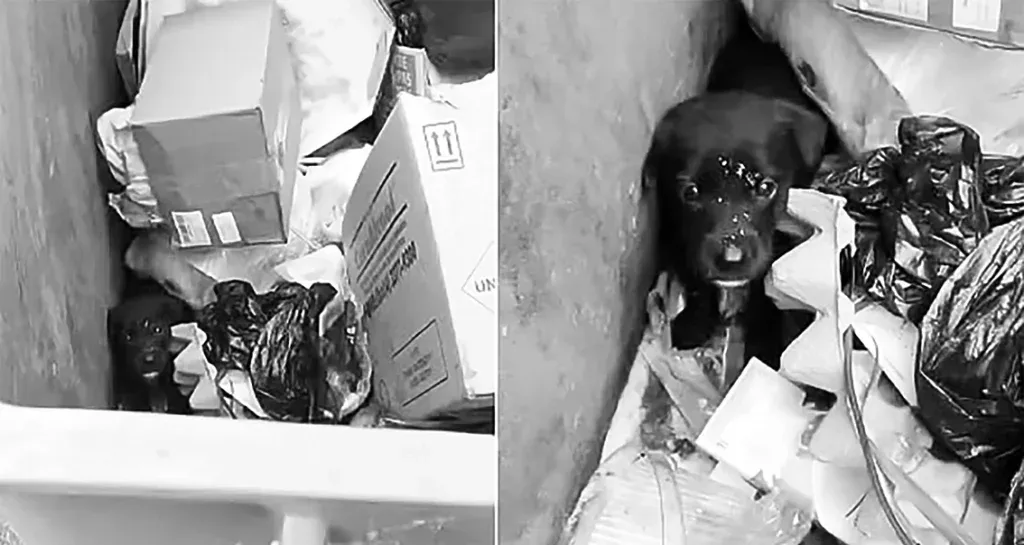 Após resgate, guarda municipal adota cão abandonado em caçamba de lixo: ‘Já traz alegria para a gente’