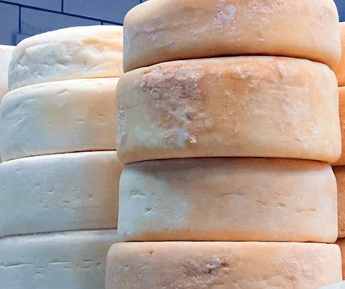Duas queijarias porto-felicenses estão na Rota Turística do Queijo