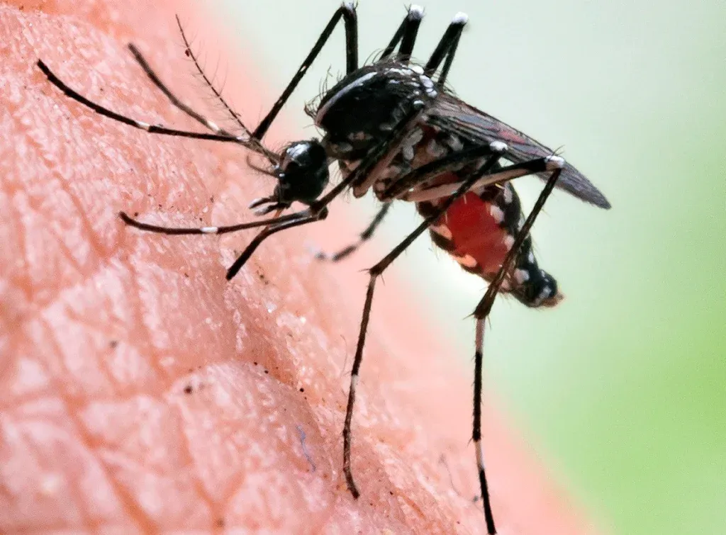 Prefeitura confirma primeiro caso de chikungunya