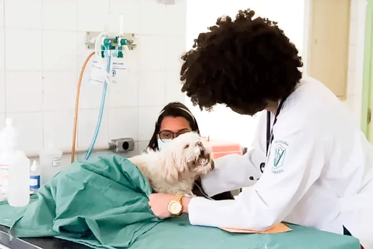 Prefeitura de Porto Feliz propõe “Lei Crystal” para garantir atendimento veterinário 24 horas com médico presente