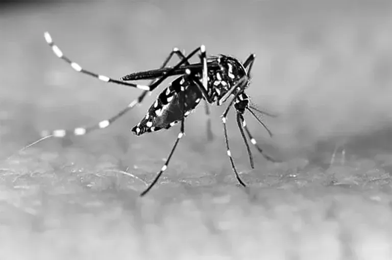 Porto Feliz enfrenta aumento de casos de dengue: prevenção e ação coletiva são fundamentais para conter avanço da doença