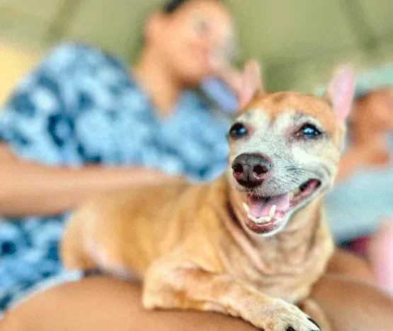VETERINÁRIO 24 HORAS