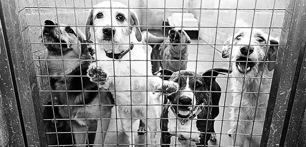 Prefeitura de Porto Feliz propõe lei mais rigorosa contra abandono e maus-tratos a animais