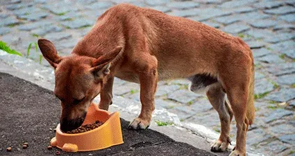 Porto Feliz pode ganhar Banco de Ração para animais em situação de vulnerabilidade