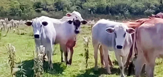 Polícia Civil investiga roubo de 35 cabeças de gado em fazenda de Porto Feliz