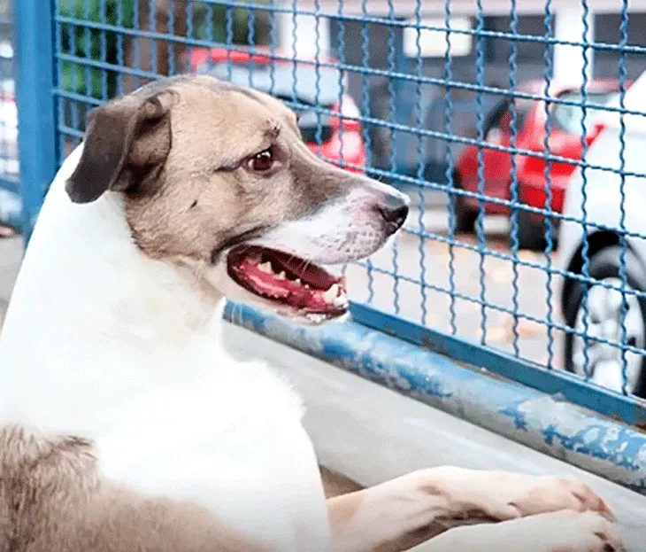 Câmara aprova por unanimidade Lei de Proteção Animal e cria Fundo Municipal