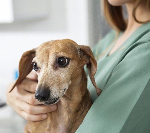 Consultório Veterinário Móvel mantém atendimento no Bom Retiro até sexta-feira (18) 1 img1339